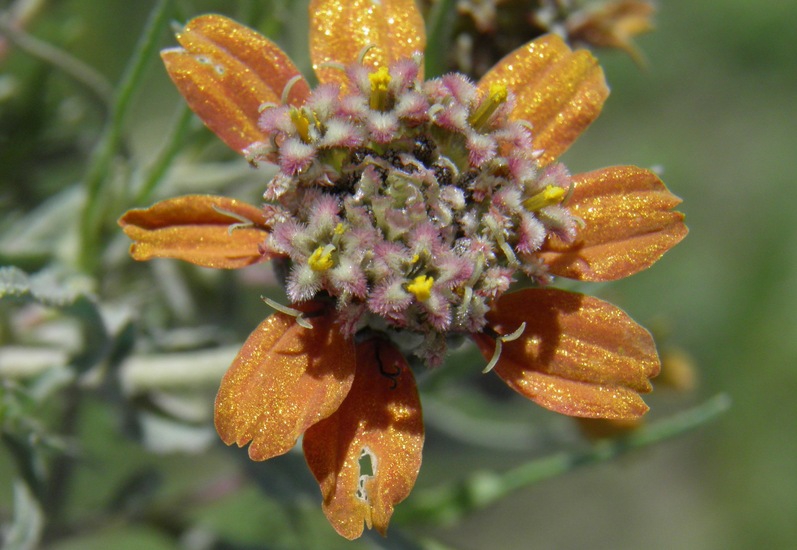 Zinnia anomala