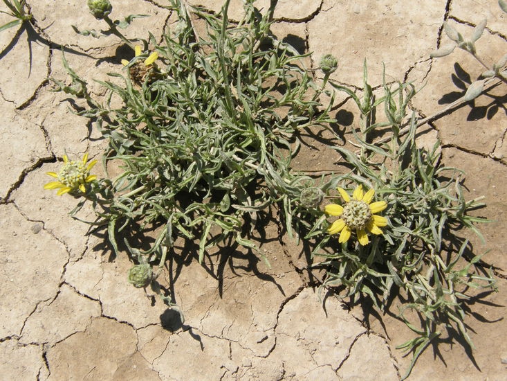 Zinnia anomala