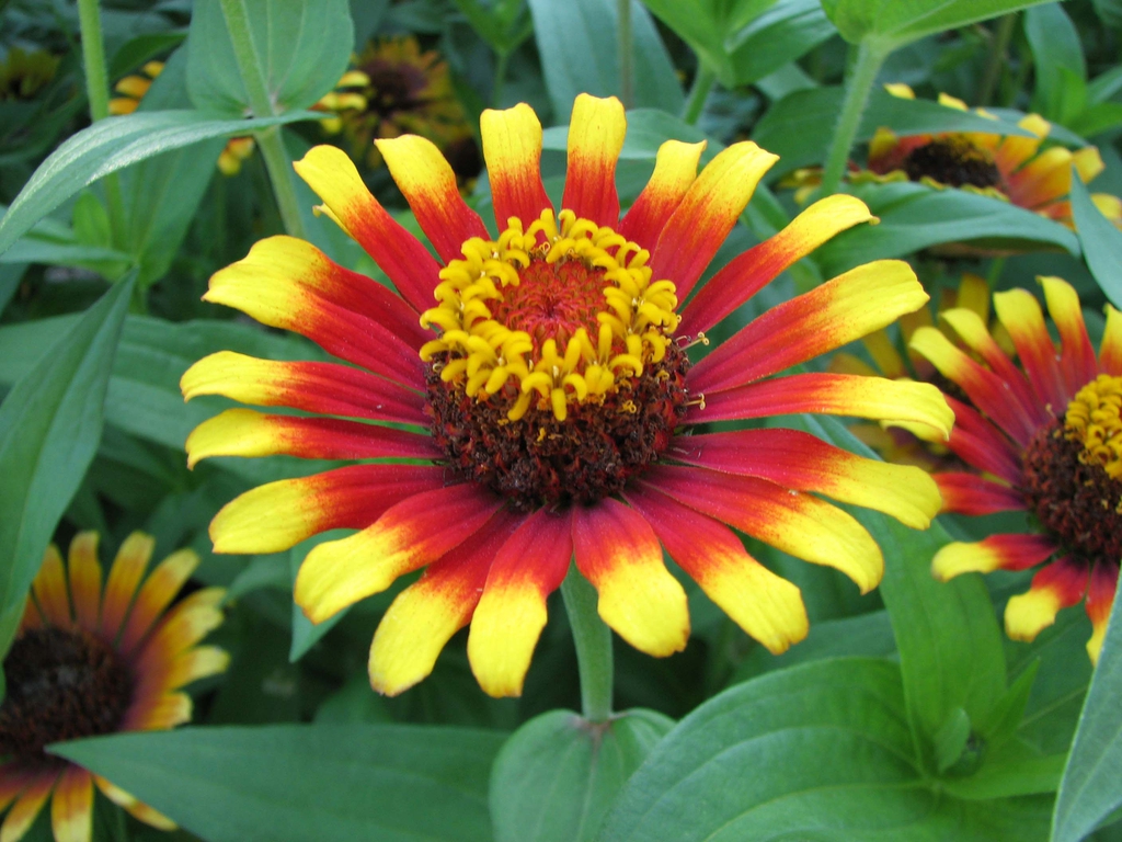 Zinnia elegans