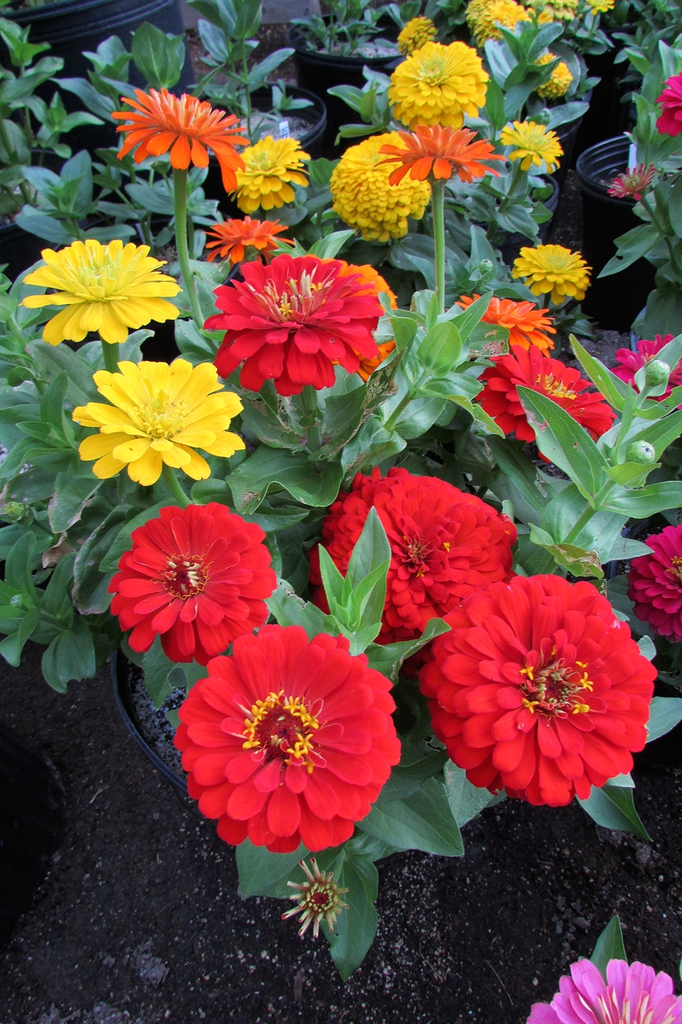 Zinnia elegans 'Magellan Starburst Mix'
