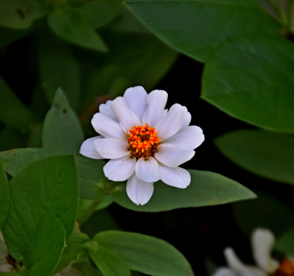 Zinnia elegans 'Profusion Blanc'