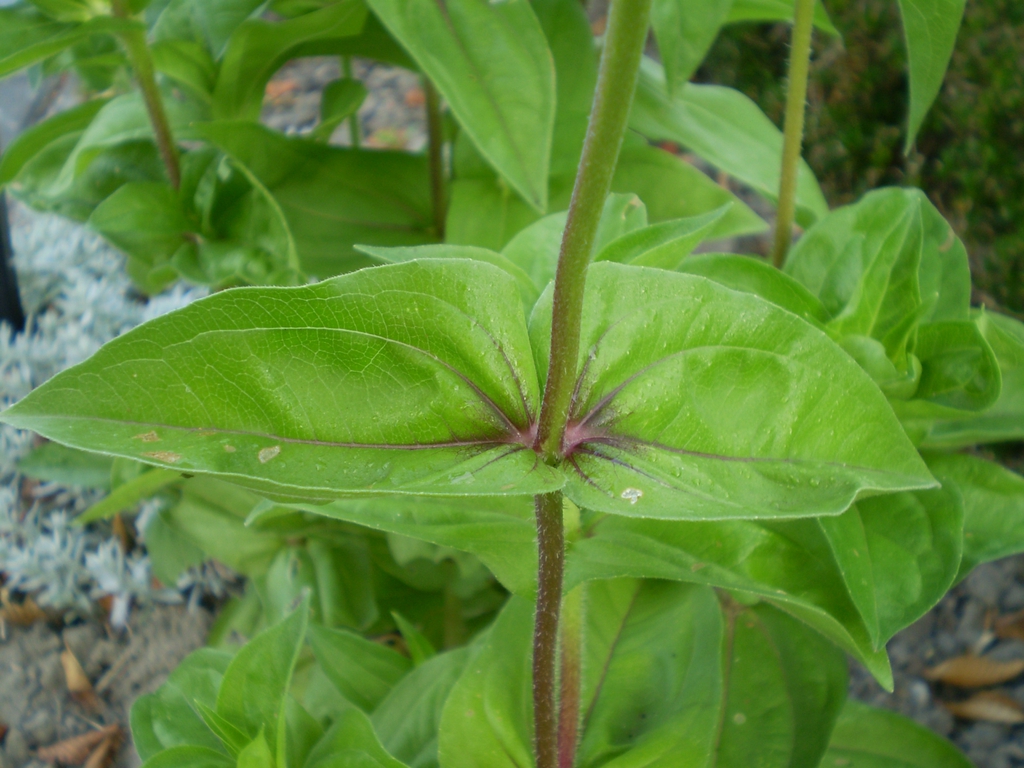 Zinnia elegans leaf arrangment