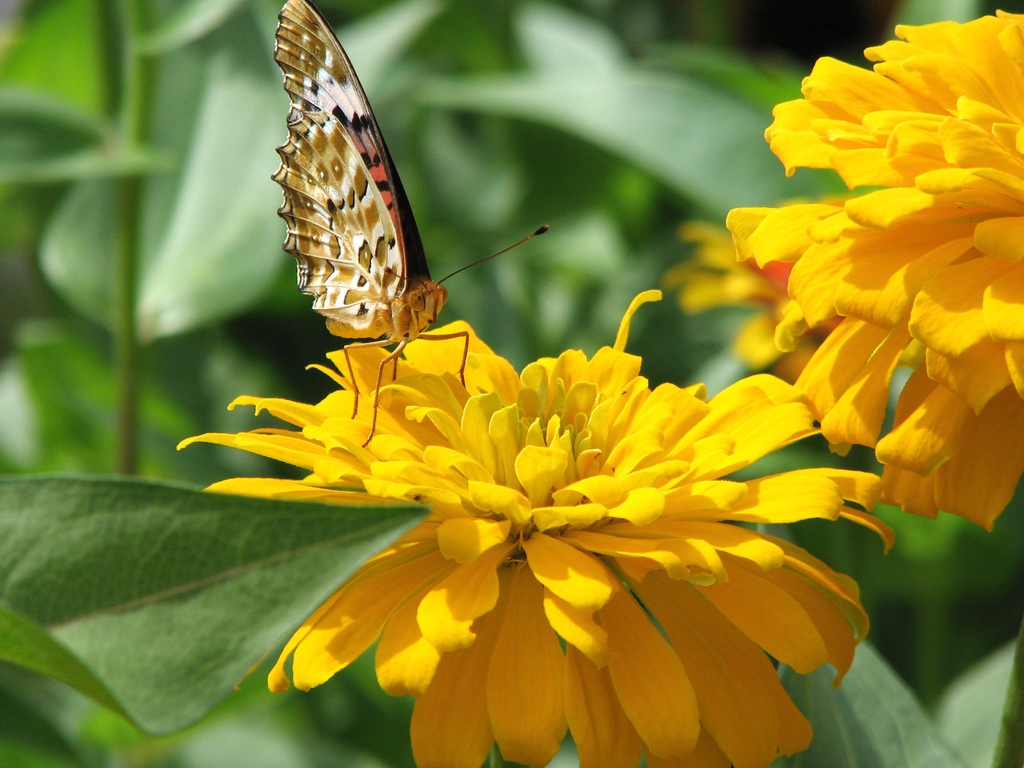 Zinnia elegans