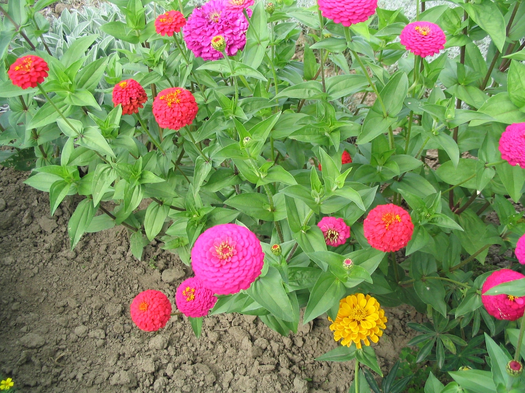 Zinnia elegans