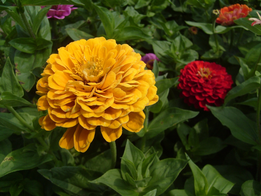 Zinnia elegans