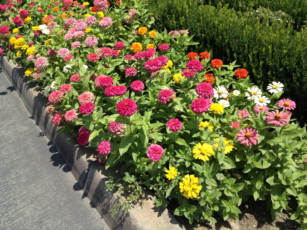 Zinnia elegans