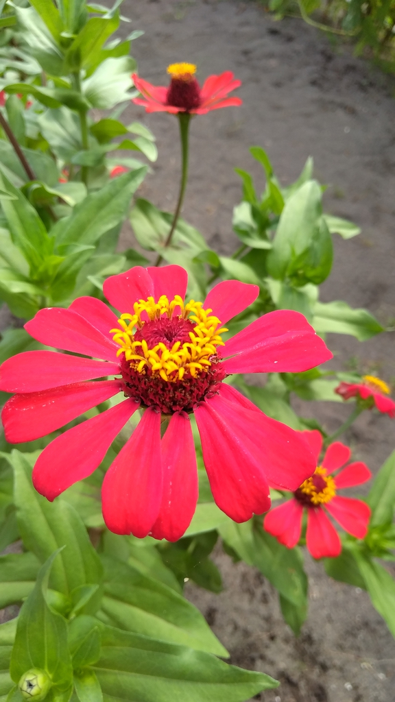 Zinnia elegans
