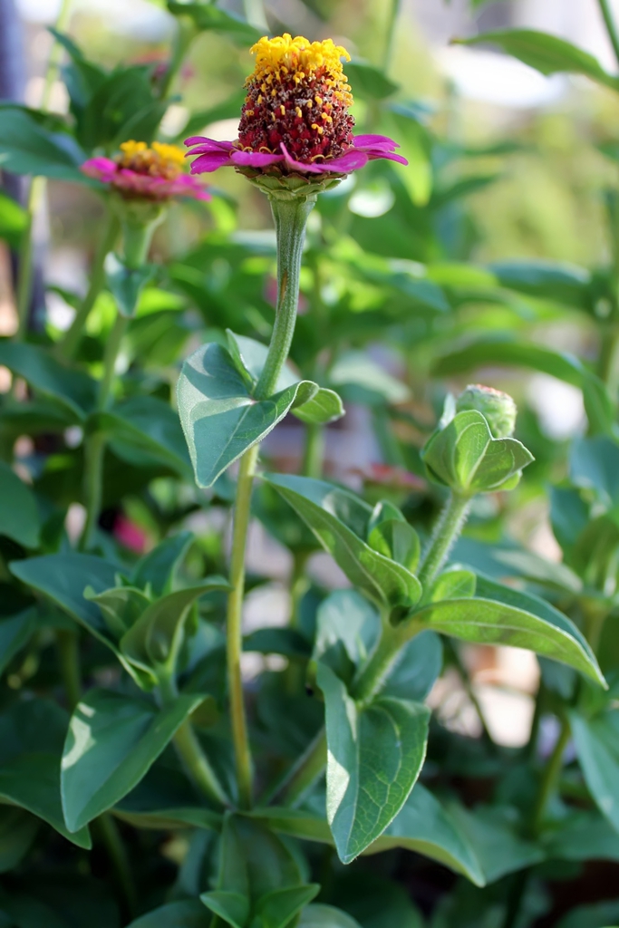 Zinnia elegans fushia