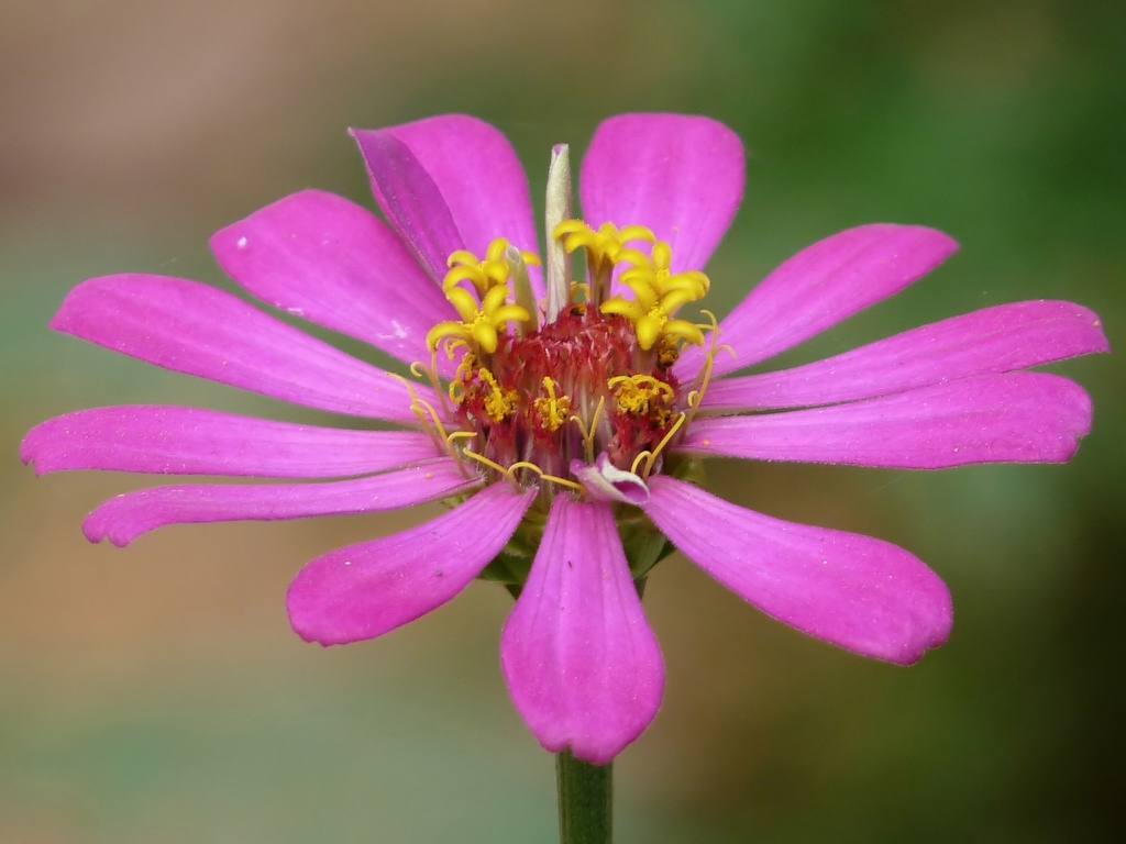 Zinnia elegans petals