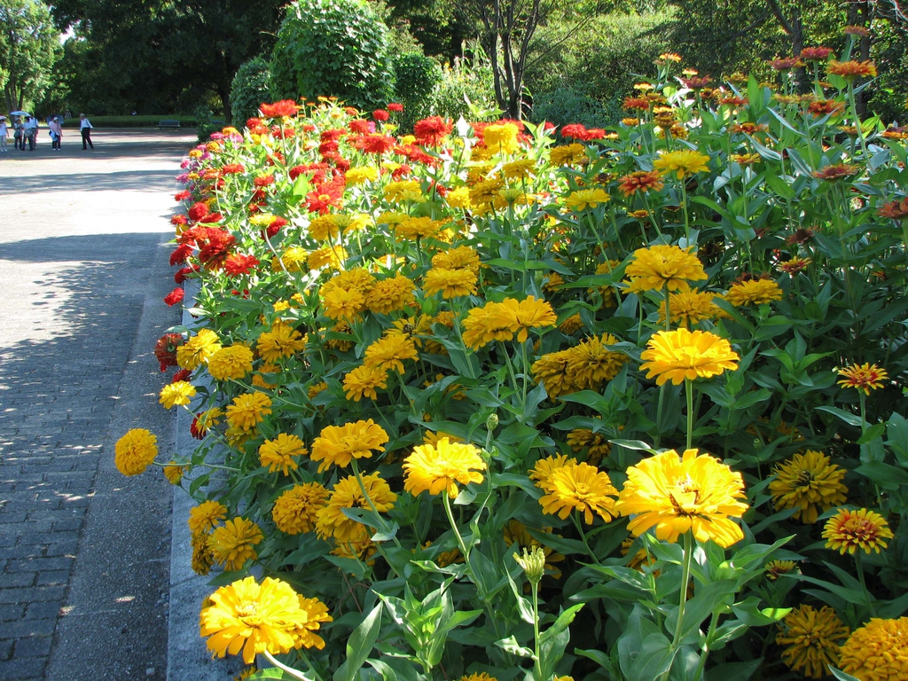 Zinnia elegans