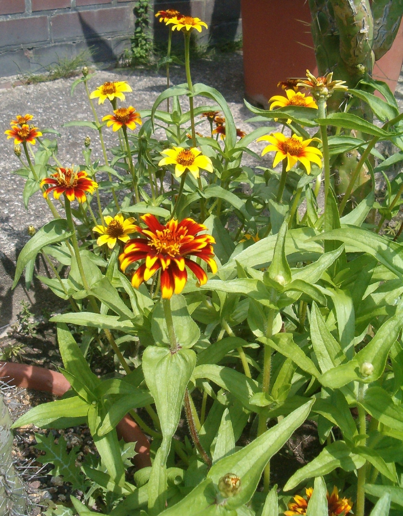 Form