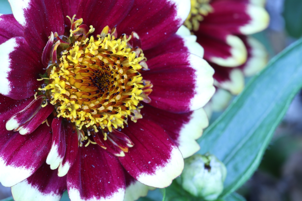 Zinnia haageana 'Aztec Burgundy Bicolor'