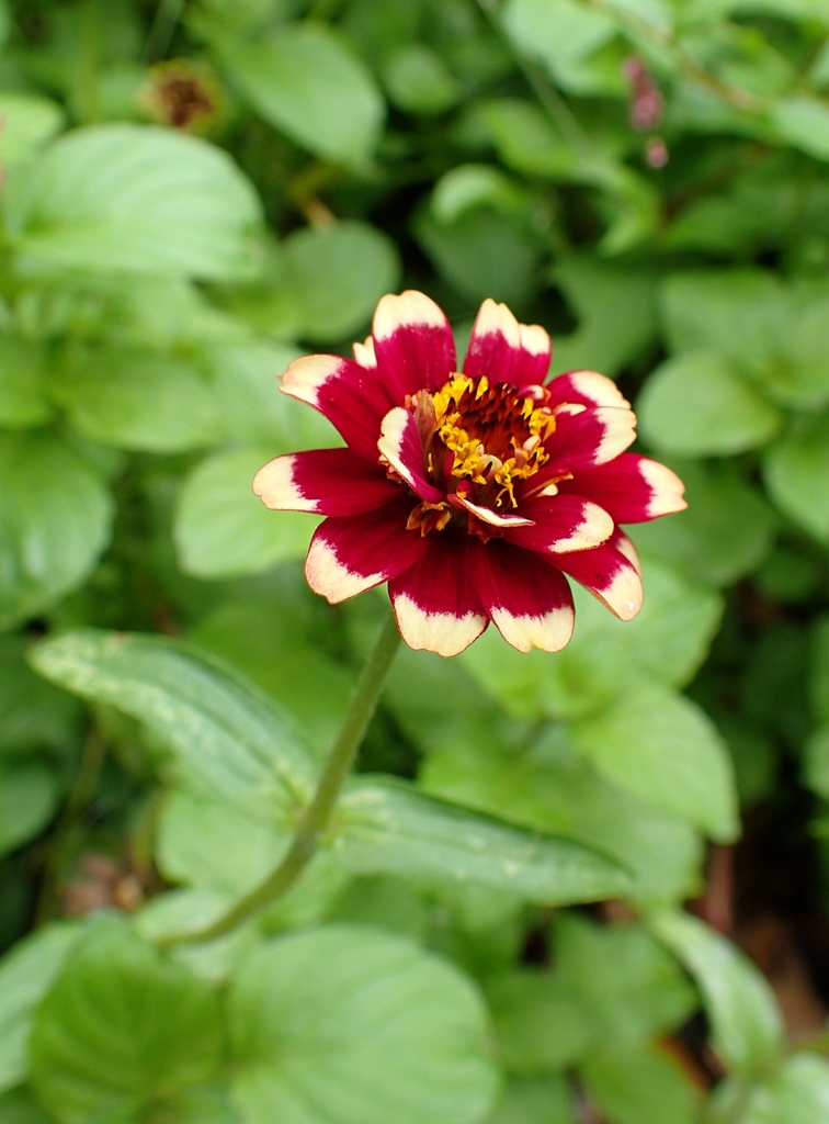 Zinnia haageana 'Aztec Burgundy Bicolor'