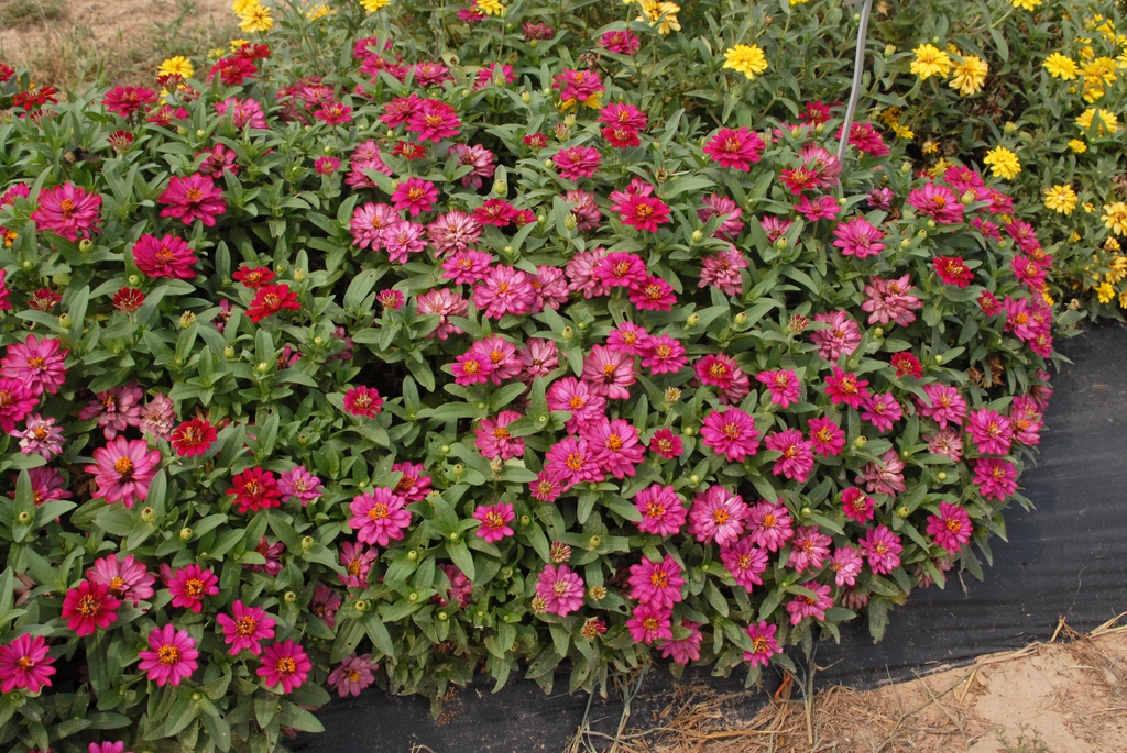 double rose flowers en masse