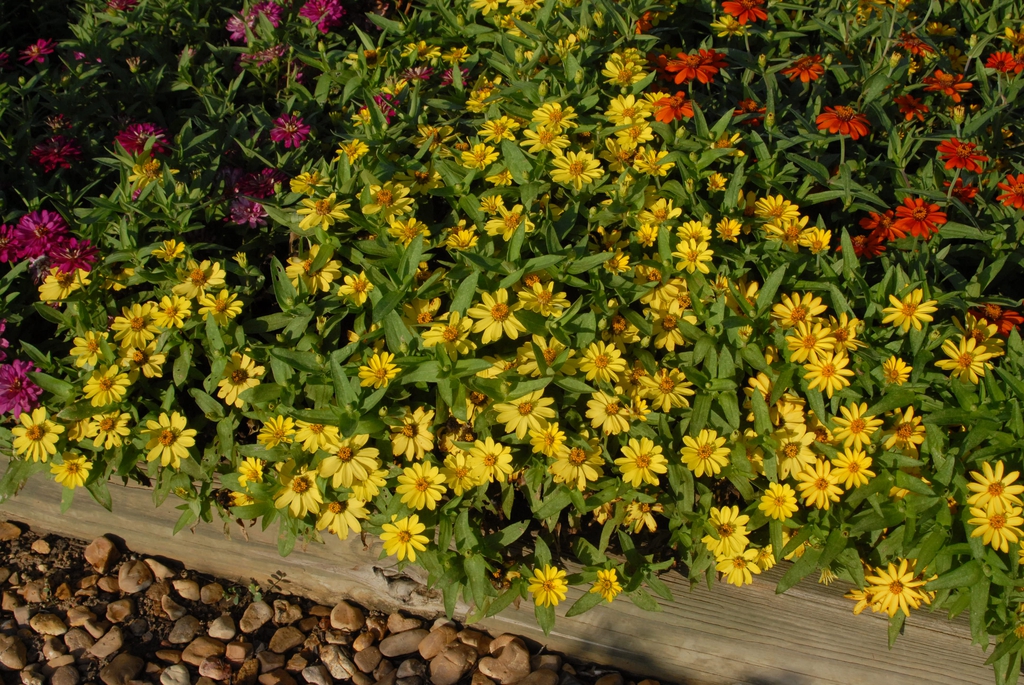 yellow flowers en masse