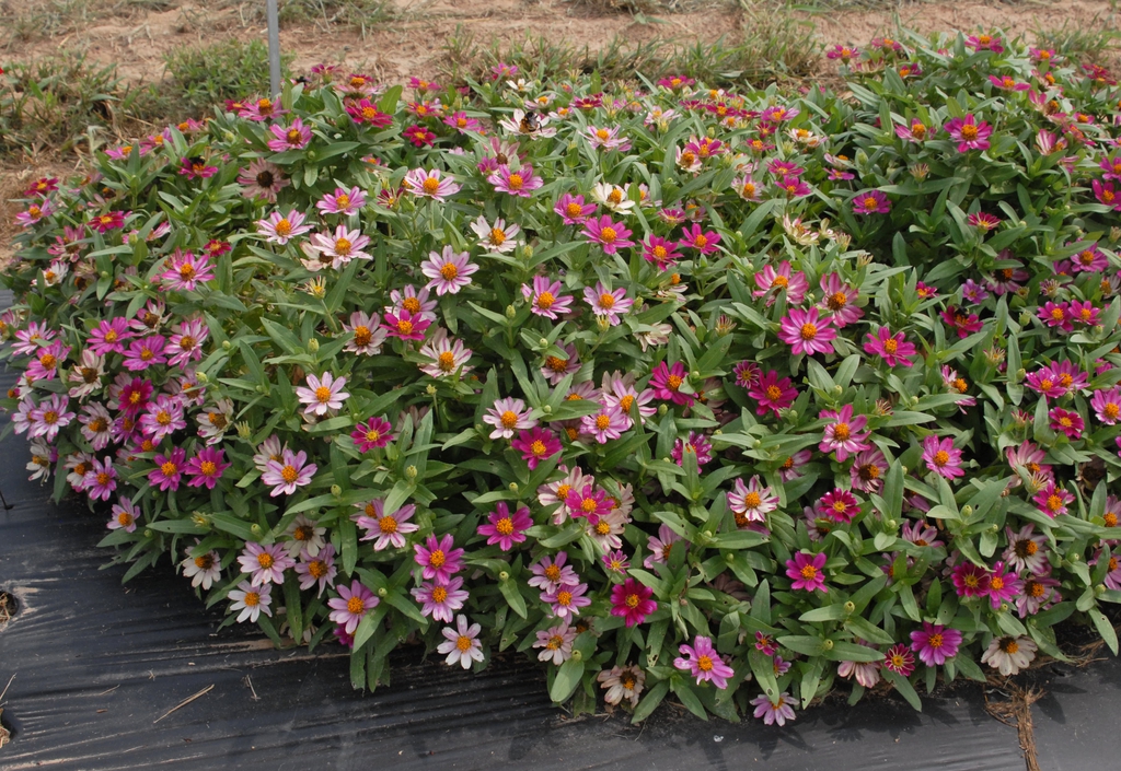 pink flowers en masse