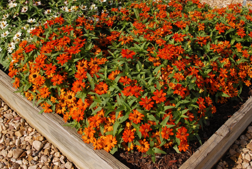red flowers en masse