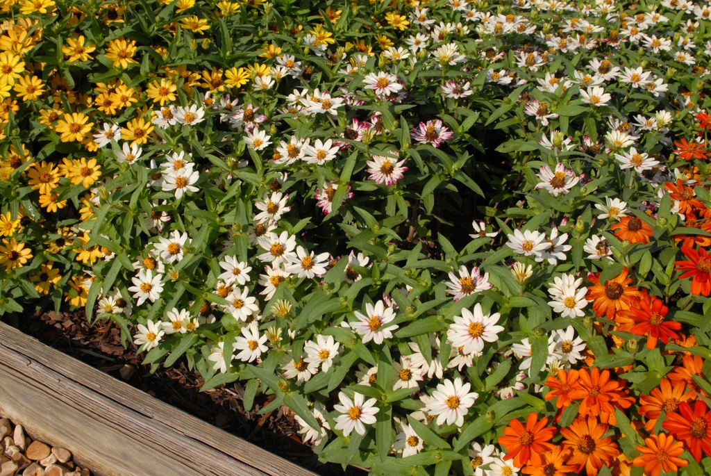 white flowers with pink stripes en masse
