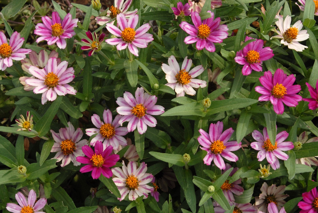 tight shot of pink flowers and leaves