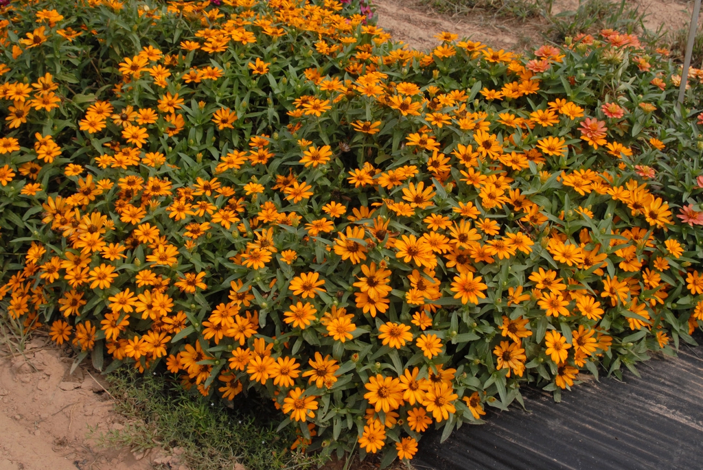 orange-yellow flowers en masse