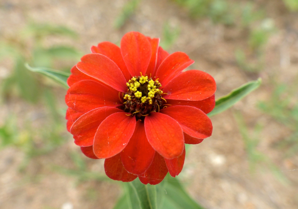 close-up of red flower