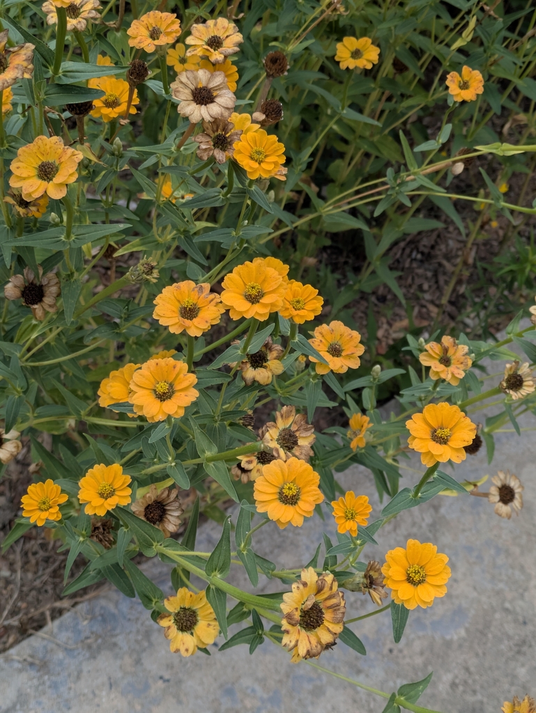 Heads of orange flowers