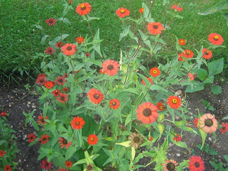 multiple red and yellow flowers , one per stem