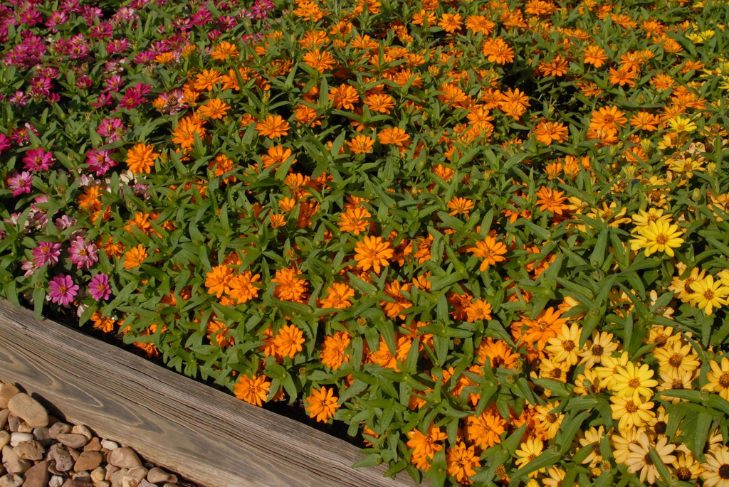 Zinnia x ProfusionDblGolden flfm 072209 CrySpMS