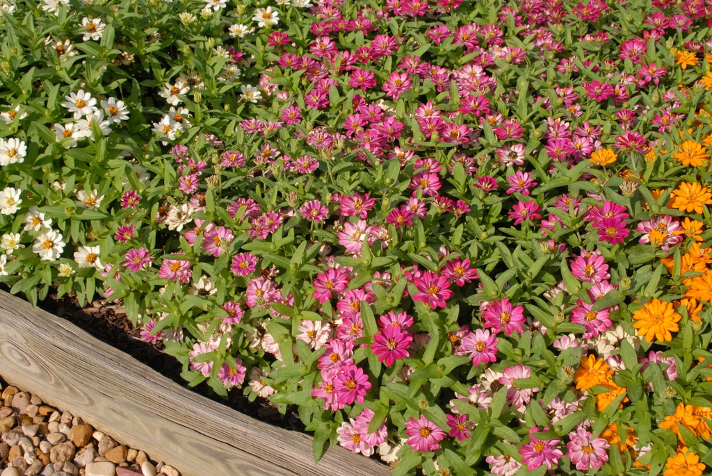 Zinnia