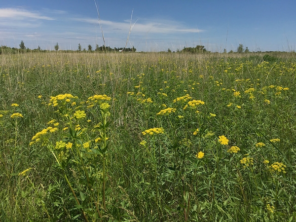 Meadow view of mass planting