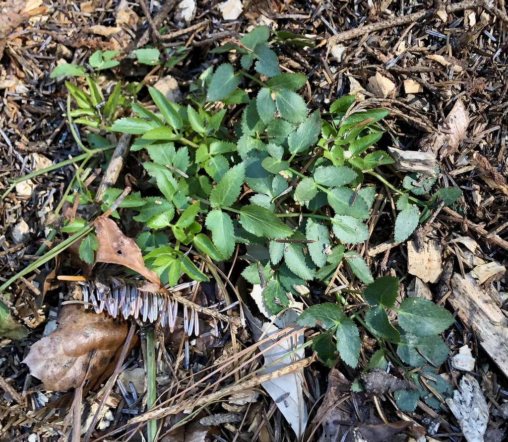 Form of newly-emerged plant leaves in early spring