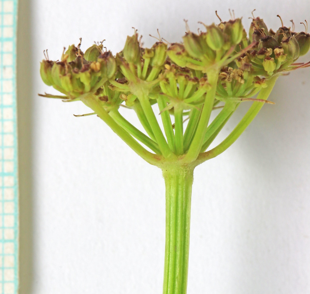 side-view close-up of yellow flower