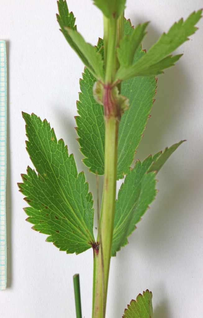 upper side of simple, compound ovate leaves