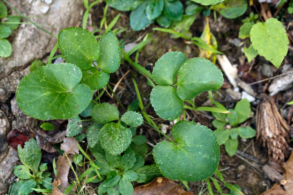 grouping of ovate leaves