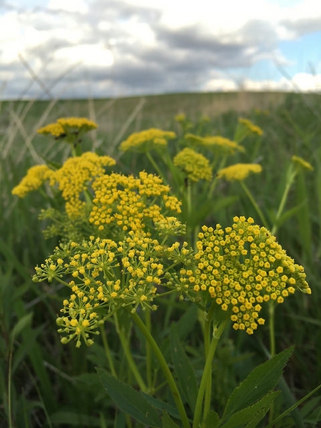 Clumping and erect habit of growth with gold umbels
