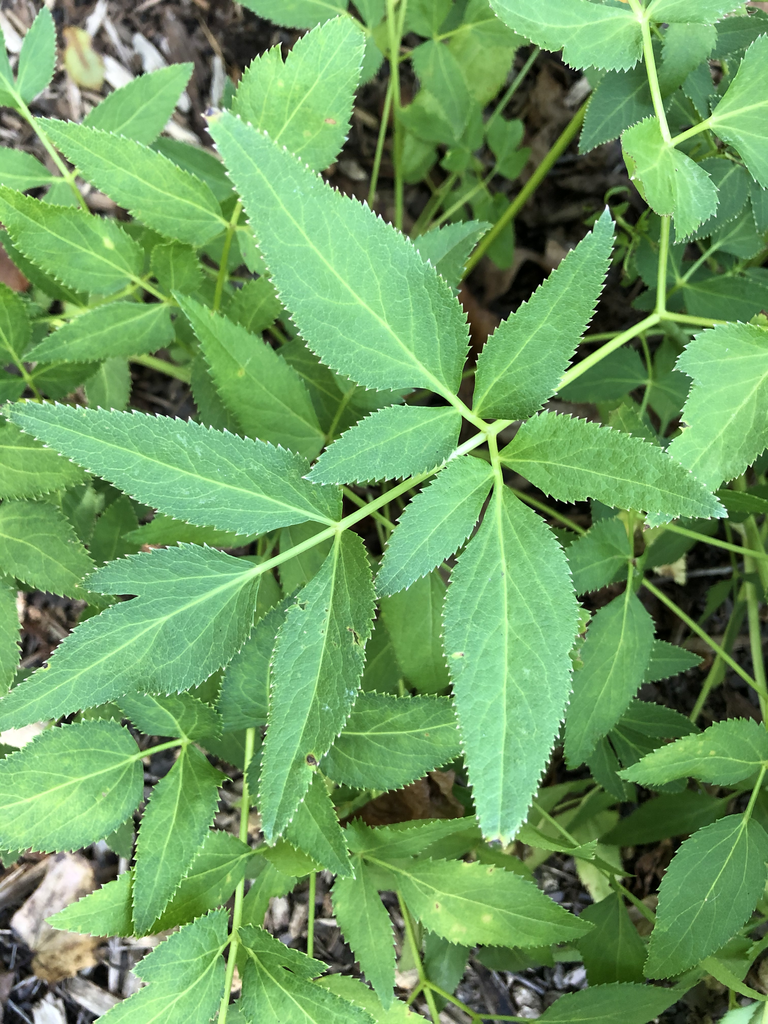 Close-up of leaves with serrated margins in summer