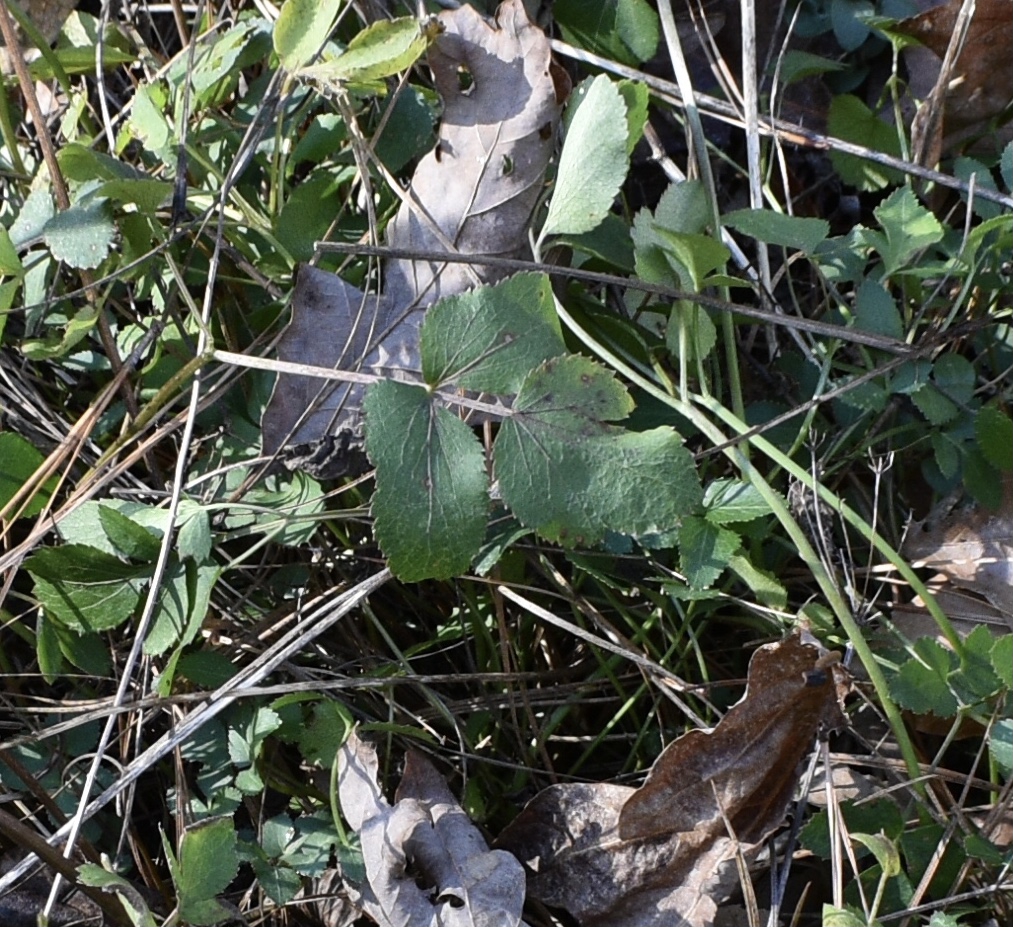 remnants of leaves in mid-winter