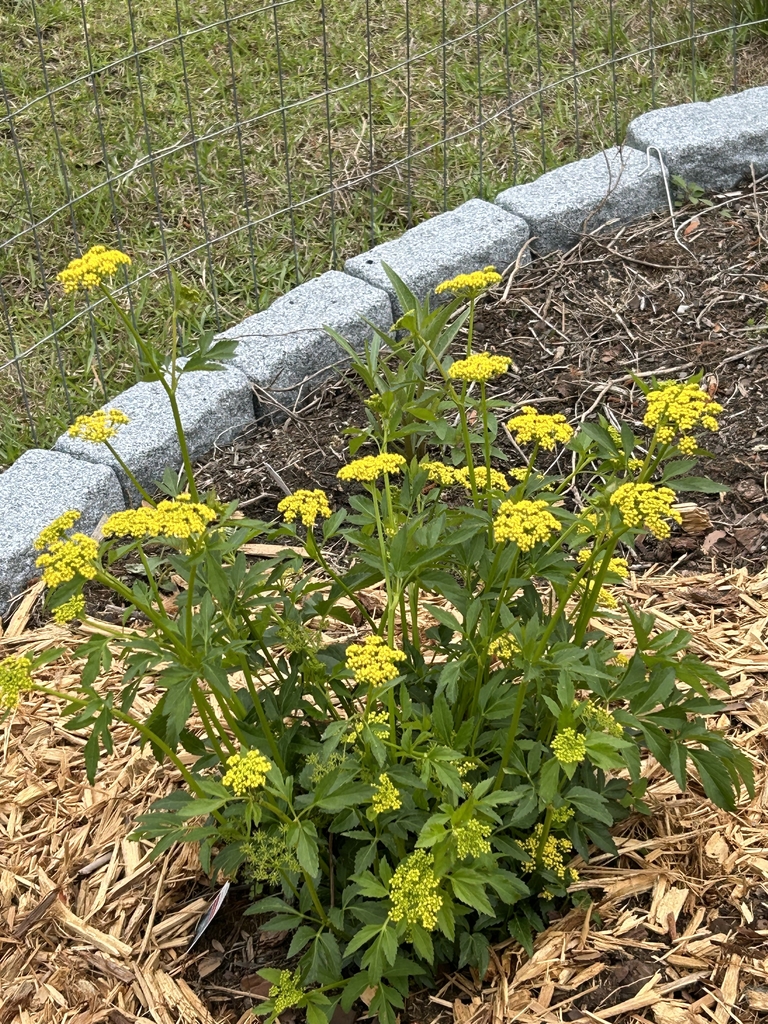 orm in bloom with yellow flowers