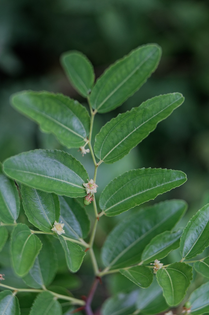 simple lanceolate leaves in alternate arrangement