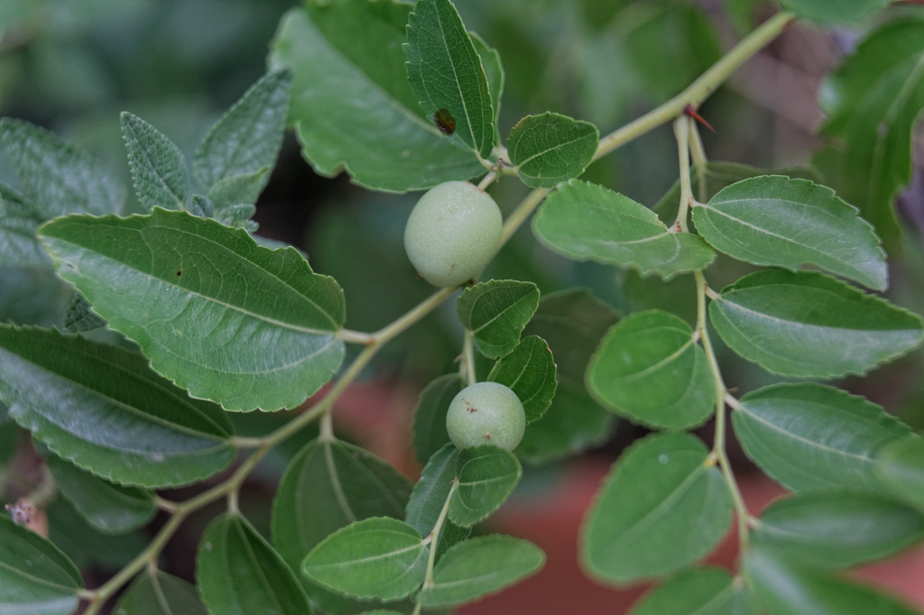 apple-flavored green immature fruits