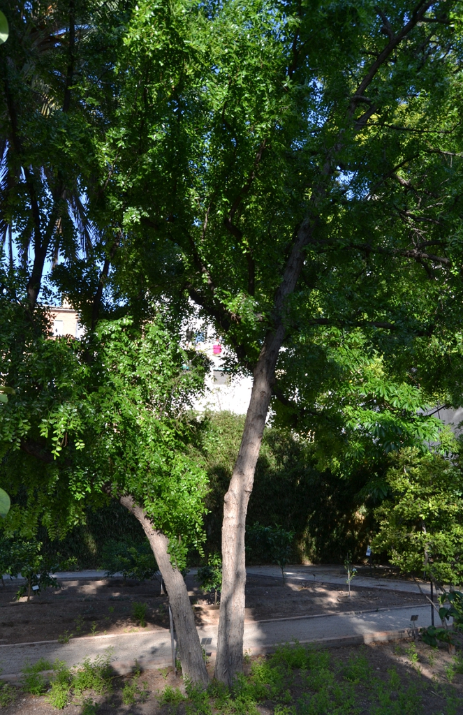 medium height thorny tree with edible fruits