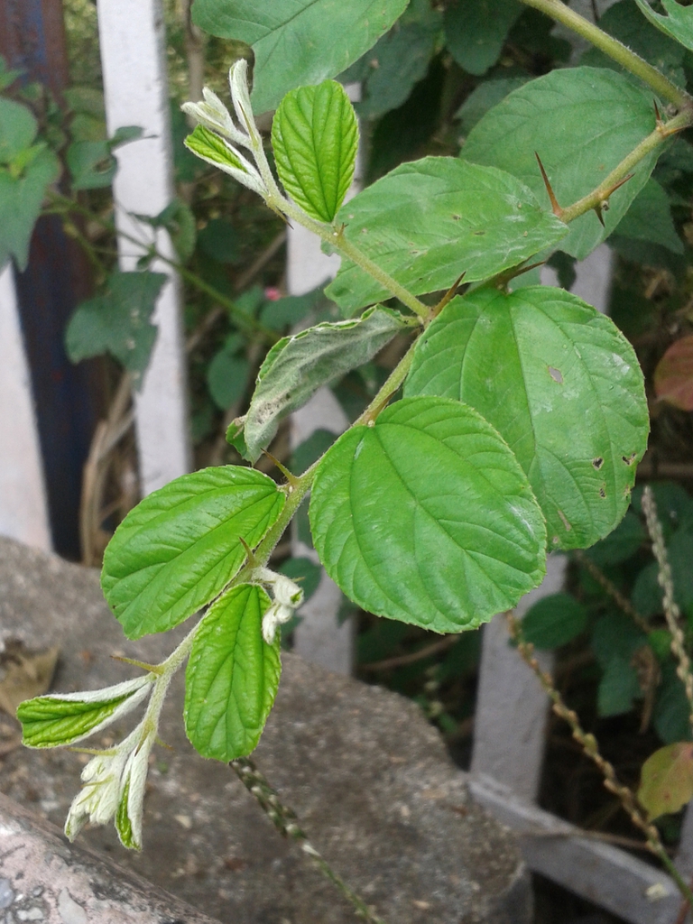 simple lanceolate leaf