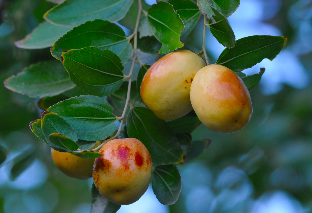 gradually-maturing red and green fruits