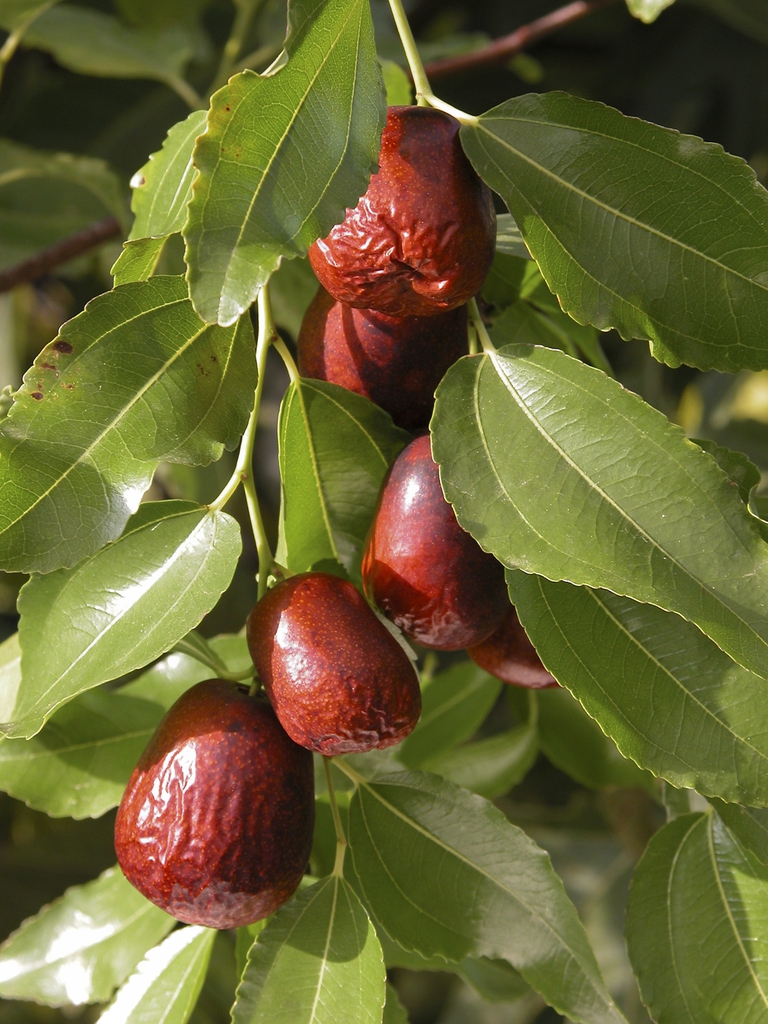 brownish-purple mature fruit that resembles a wrinkled date