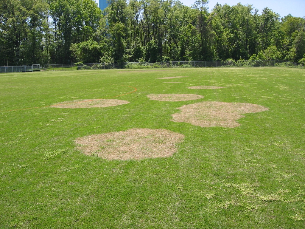 Lawn with large, circular, dead patches caused by disease.