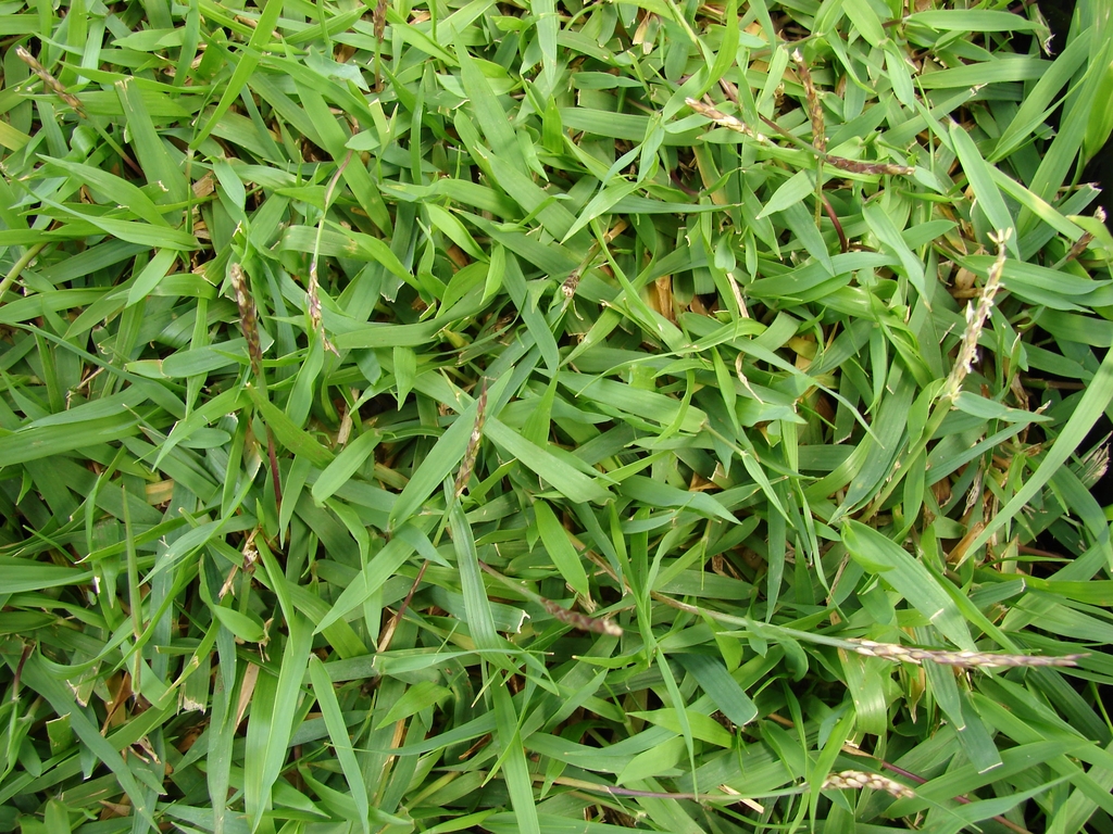 Close-up of coarse-textured Zoysia turf.