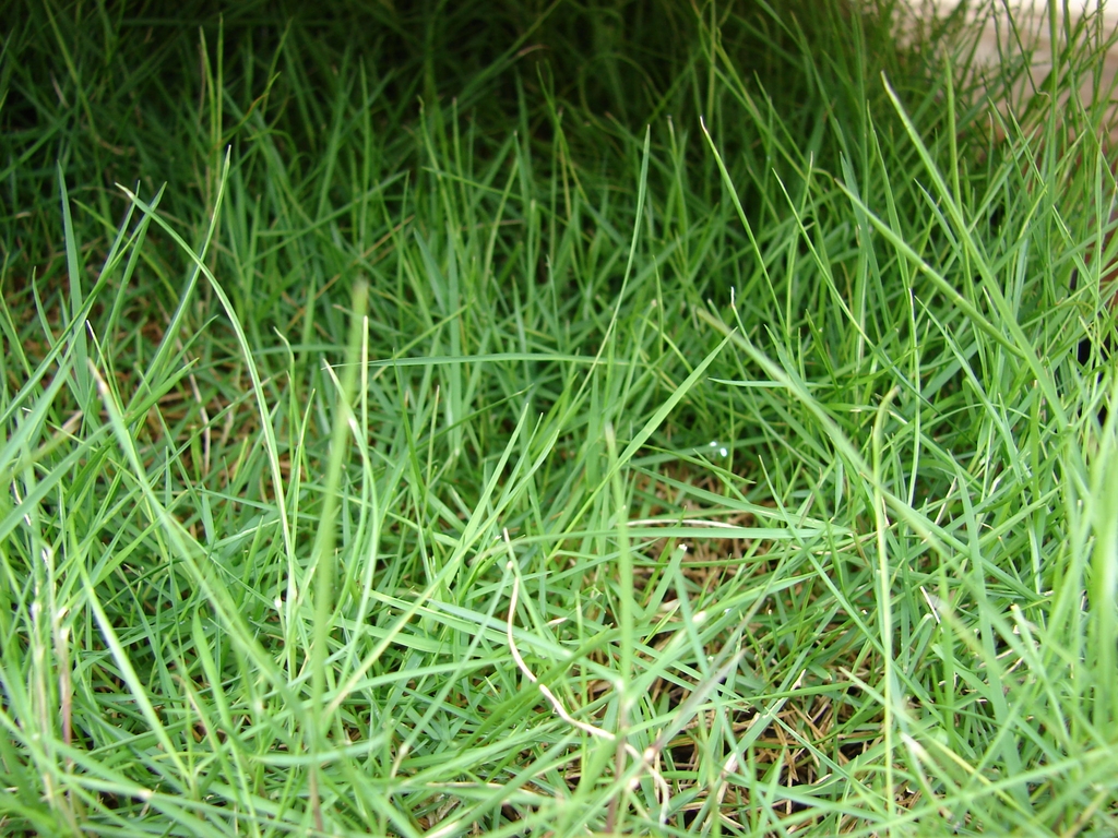 Close-up of fine-textured Zoysia species