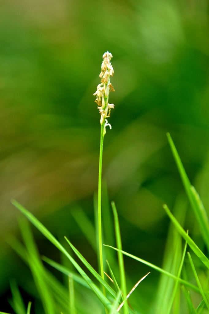 Inflorescence containing minute flowers