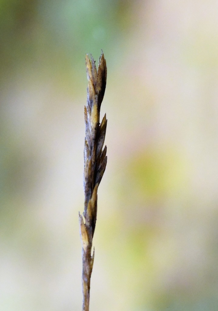 Spikelet with seeds alternating along the head