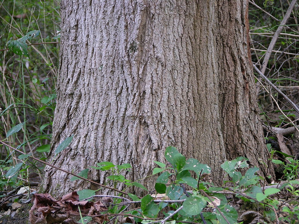 Base of trunk and bark